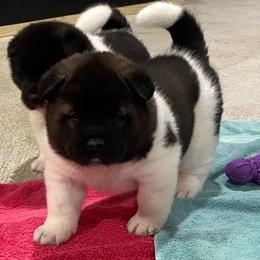 Girl 5 - Brown, black overlay female Akita puppy in Granville, Ohio from Hickory Ridge Akitas