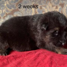 Red collar girl - Black and red female German Shepherd puppy in Coleta, Illinois from Four Leaf Farm- Vom Vierblättriges Bauernhof