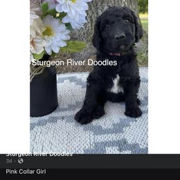 Girl 6 - Black Goldendoodle puppy in Indian River, Michigan from Sturgeon River Doodles
