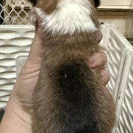 Nala girl - Red female Pembroke Welsh Corgi puppy in White Sulfur Springs, Montana from Montana Shorties