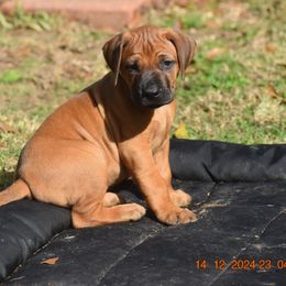 Ms. Lavender (Melania) - Rhodesian Ridgeback puppy from Karamojo Ridgebacks, Quality over Quantity