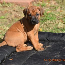 Ms. Lavender (Melania) - Rhodesian Ridgeback puppy from Karamojo Ridgebacks, Quality over Quantity