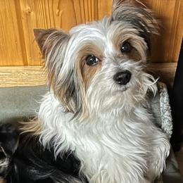Nick - Yorkshire Terrier