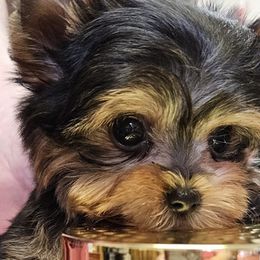 French Bulldogs and Yorkshire Terriers from Melissa's Paw Impressions