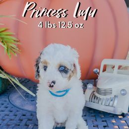 Princess Consuela - Merle female Bernedoodle puppy in Camden, North Carolina from Fleury Farm Doodles NC