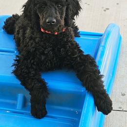 Reba - Black female Double Doodle puppy in Jeddo, Michigan from Bert's Doodles