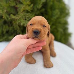 Black - Dark golden male Golden Retriever puppy in Utah from Deseret Peak Goldens
