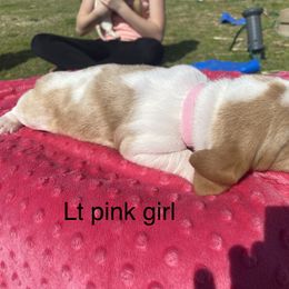 Basset Hound Puppies from 4D Farms