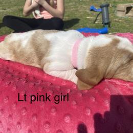 Basset Hound Puppies from 4D Farms