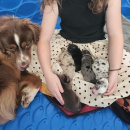 Miniature Australian Shepherd and Toy Australian Shepherd Puppies from Kinsley's Cuties & SouthPaw Creations