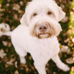 Australian Labradoodles from River's Edge Labradoodles