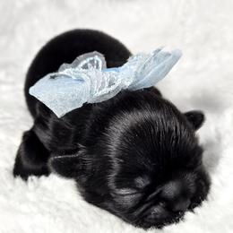 Donut - Black male Shih Tzu puppy in League City, Texas from Divine Pups