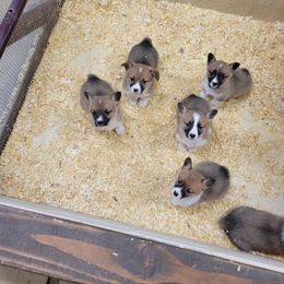 Beagle and Pembroke Welsh Corgi Puppies from Country Acres Farm