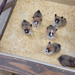 Beagle and Pembroke Welsh Corgi Puppies from Country Acres Farm