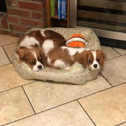 Cavalier King Charles Spaniel Puppies from Chestnut Ridge Cavaliers