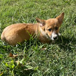 Mr Red - Red male Pembroke Welsh Corgi puppy in Adairsville, Georgia from R&R Corgis