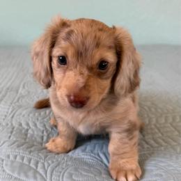 Milo (AKC) - Chocolate and cream male Dachshund puppy in Valley Springs, California from River Breeze Dachshunds