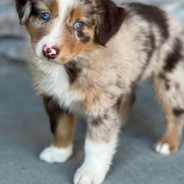 Miniature Australian Shepherd Puppies from Copper Creek Aussies