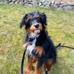 Aussiedoodles, Cockapoos, and Poodles from Rocking JK Puppies
