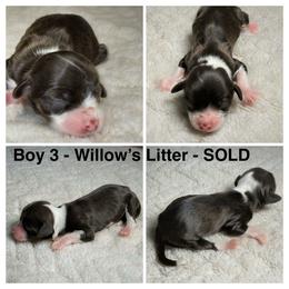 Boy 3 - Chocolate male Havanese puppy in Elkins, Arkansas from Havana Knights Havanese