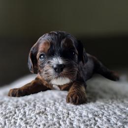 Tri Color Girl - Tri-color female Cavapoo puppy in Almira, Washington from Cavapoo Cuddles