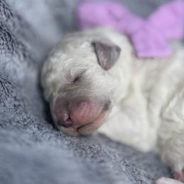 Bella purple collar - Cream female Goldendoodle puppy in Lexington, North Carolina from Deborah’s Doodles