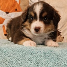 Garnet - Red tri-color male Miniature American Shepherd puppy in Hume, Virginia from Shadow Fox Farm