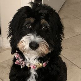 Bernedoodle and Goldendoodle All Grown Up from Doodles of the Desert