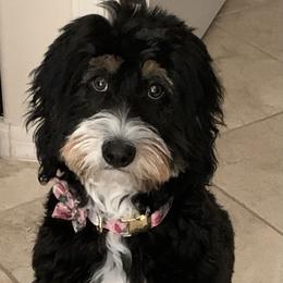 Bernedoodle and Goldendoodle All Grown Up from Doodles of the Desert