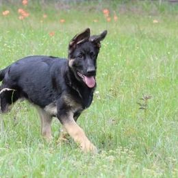 Otter - Black and tan German Shepherd puppy in Crockett, Texas from Classic German Shepherds