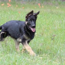 Otter - Black and tan German Shepherd puppy in Crockett, Texas from Classic German Shepherds