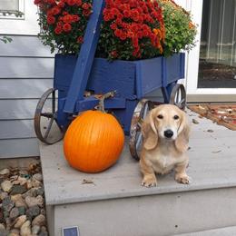 Bear - Dachshund