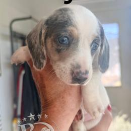 Dachshund puppies from Terry's Dachshunds (BooneDox Mini Dachshunds)
