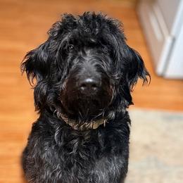 Labradoodles and Poodles from CJ’s Canine Companions