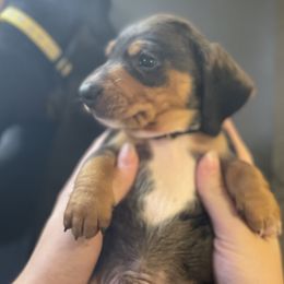 Boy 2 - Dapple Dachshund puppy in Chico, California from Hursh’s Hounds