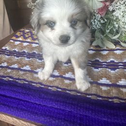 Spur - Blue merle male Toy Australian Shepherd puppy in Needham, Indiana from Tiny Toy Aussies