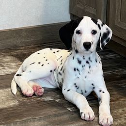 Girl 9 LUA cream collar - Dalmatian puppy from Poconopaws