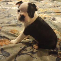 Boston Terrier Puppies from Lotus Life Puppies