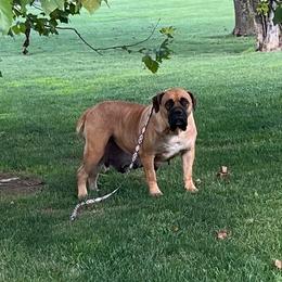Mazzy - Brown female Boerboel puppy in Guysville, Ohio from Fueled Kennel