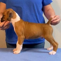 Fawn Male - Fawn male Boxer puppy in Butler, Pennsylvania from Schaible's Boxer Huddle