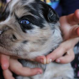 Bluey - Blue merle female Australian Shepherd puppy in Sonoita, Arizona from Gardner Canyon Kennels