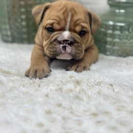 Twix (BOY) - Red brindle and white male Bulldog puppy in Wagoner, Oklahoma from Bre's Bulldogs