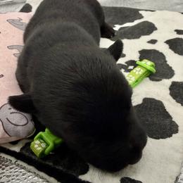 Lime Green Collar - Black female Scottish Terrier puppy in Fort Oglethorpe, Georgia from Moo's Scotties