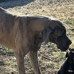 Laney - Great Dane