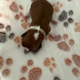 Girl 2 - Brown and white female Shichon puppy in Bushnell, Florida from Diamond Belle Puppies, LLC