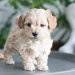 Maltipoo, Shichon, and Shihpoo Puppies from Timbercreek Puppies