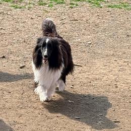 Emma - Black and white female Shetland Sheepdog puppy in Pleasant Shade, Tennessee from Odyssey Shetland Sheepdogs