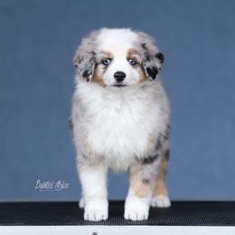 Aurora - Red merle female Miniature American Shepherd puppy in Herriman, Utah from Painted Blue Aussies