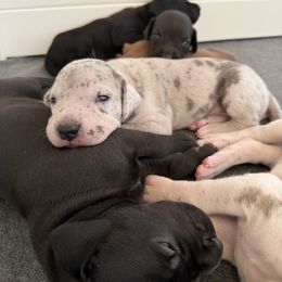 Prada - Silver female Great Dane puppy in Reno, Nevada from Good Dog Danes