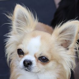 Nikki - Chihuahua